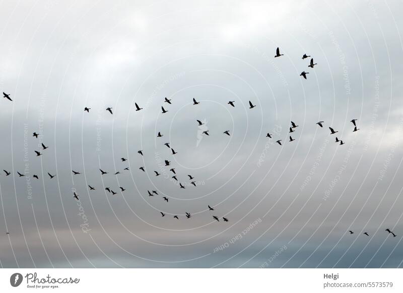 Herbstzeit | fliegende Wildgänse vor grauen Wolken Vögel Gänse Himmel Morgen morgens Vogelzug Freiheit Vogelflug Natur Schwarm Zugvögel Vogelschwarm Tiergruppe