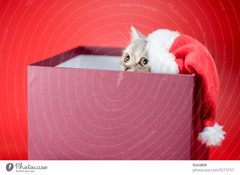 Britisch-Kurzhaar-Katze mit Weihnachtsmannmütze in einer Geschenkbox auf rotem Hintergrund Weihnachten Neujahr Tier große Kiste Kasten Britisch Kurzhaar