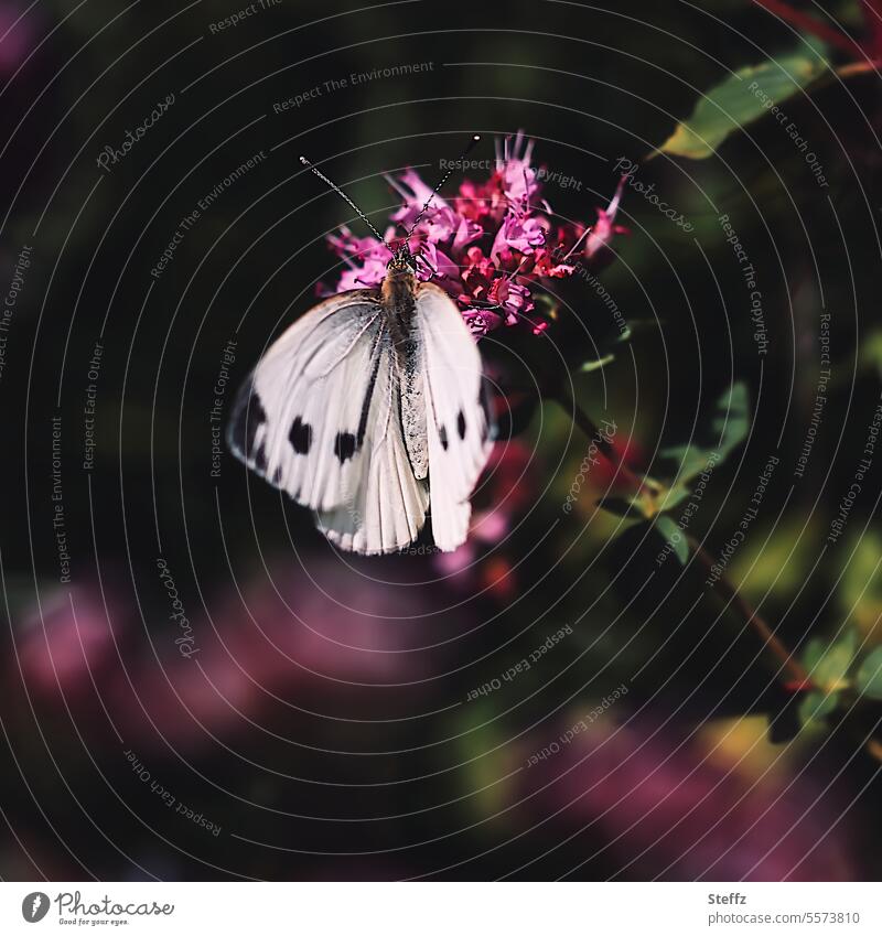 Großer Kohlweißling an einer Nektarpflanze Schmetterling Falter Blüte Flügel sommerlich Sommertag Sommerfarben Nektarsuche Nektarblumen Nektarblüten rosa lila