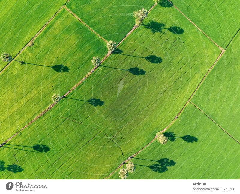 Luftaufnahme eines grünen Reisfelds mit Bäumen in Thailand. Blick von oben auf ein landwirtschaftliches Feld. Reispflanzen. Natürliches Muster eines grünen Reisfeldes. Schönheit der Natur. Nachhaltige Landwirtschaft. Kohlenstoffneutralität.