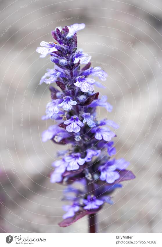 Kriechender Günsel - Ajuga reptans. Blühende Pflanze in Nahaufnahme. blühend Blüte blau Blume Natur Frühling schön Garten Sommer Detailaufnahme Blütenblatt