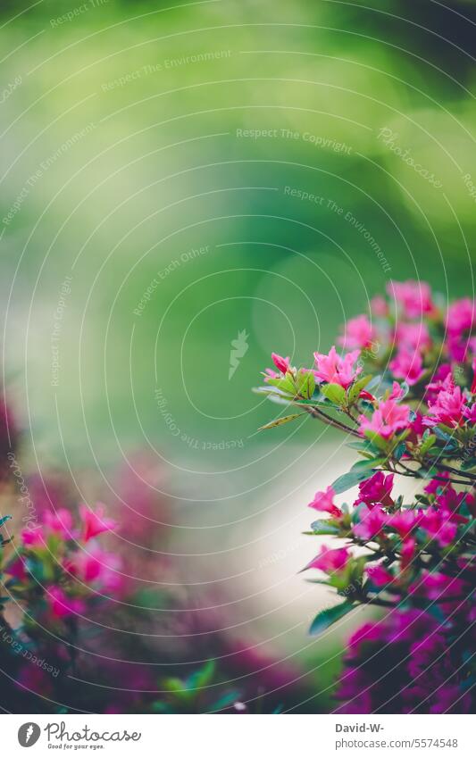 pinke Blüten vor grünem verschwommenem Hintergrund im Sommer Blumen Bokeh Blühend schön zart Frühling Pflanze Natur