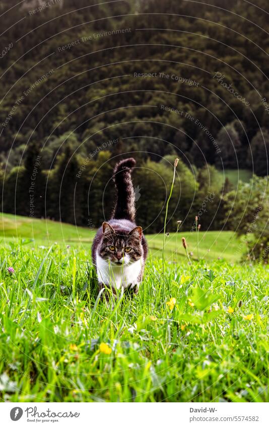 Katze auf einer grünen Wiese in der Natur im Freien Gras Grün Rasen umherstreifen Freiheit Zufrieden Tier Wald
