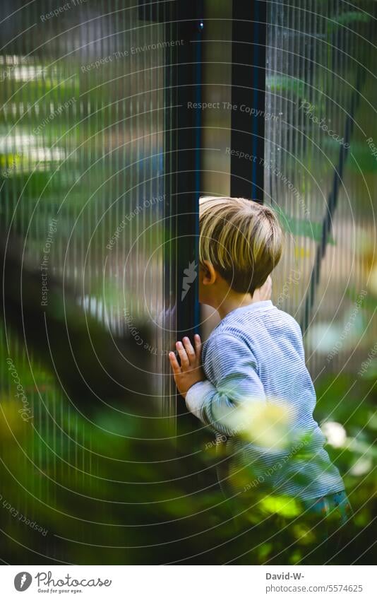 neugieriger Junge schaut durch einen Schlitz des Gewächshauses Neugier entdecken Kind beobachten niedlich beobachtend erkunden Garten Blick geheimnisvoll
