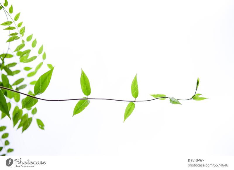 interessanter Wachstum einer exotische Pflanze geschwungen kunstvoll Kunst Richtung richtungweisend grün wachsen Grünpflanze Himmel Textfreiraum Platzhalter