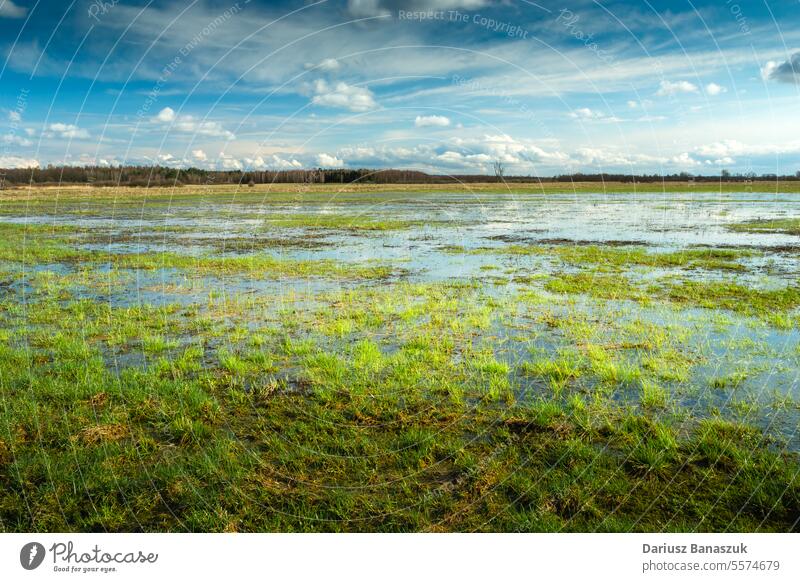 Wasser nach Regen auf einer grünen Wiese ländlich Gras Pfütze Natur Landschaft blau Cloud Himmel Wetter nass Feld Boden Hintergrund Umwelt im Freien Frühling