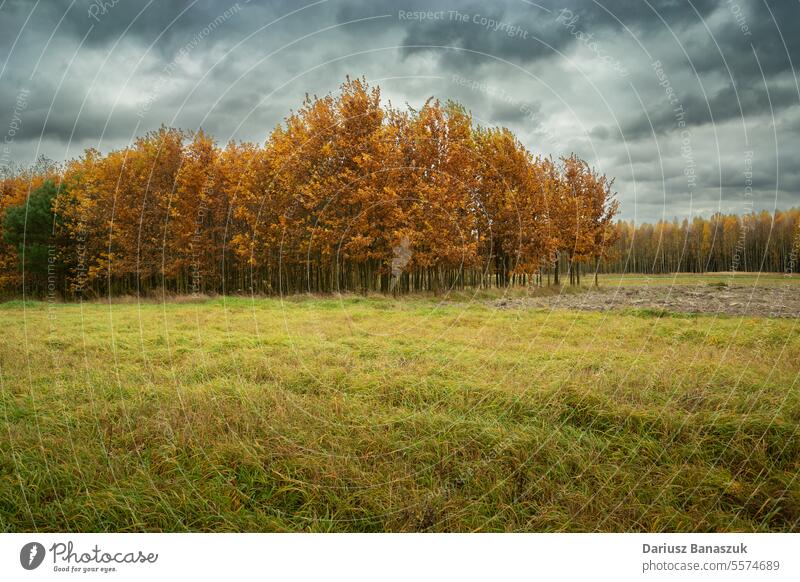 Wiese und Herbstwald an einem bewölkten Tag Baum Gras Wald Natur Himmel Cloud Feld im Freien Umwelt Landschaft Saison bedeckt keine Menschen fallen Wetter