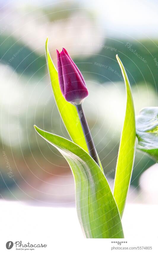 Geschlossene violett-rötliche Tulpe (Blume) mit sattgrünen Blättern Blüte Blatt Pflanze Liebe Frühling Tulpenblüte Botanik rot lila schön Unschärfe blüht