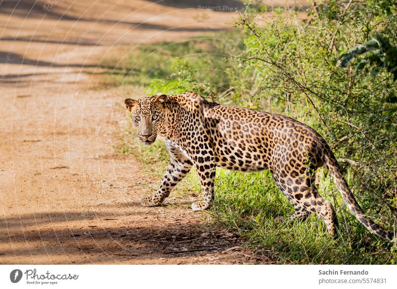 Ein Leopard aus der Nähe im Yala-Nationalpark, Sri Lanka Tier Tierwelt wild Raubkatze Katze Wildtier Farbfoto Tierporträt Nahaufnahme Natur Säugetier