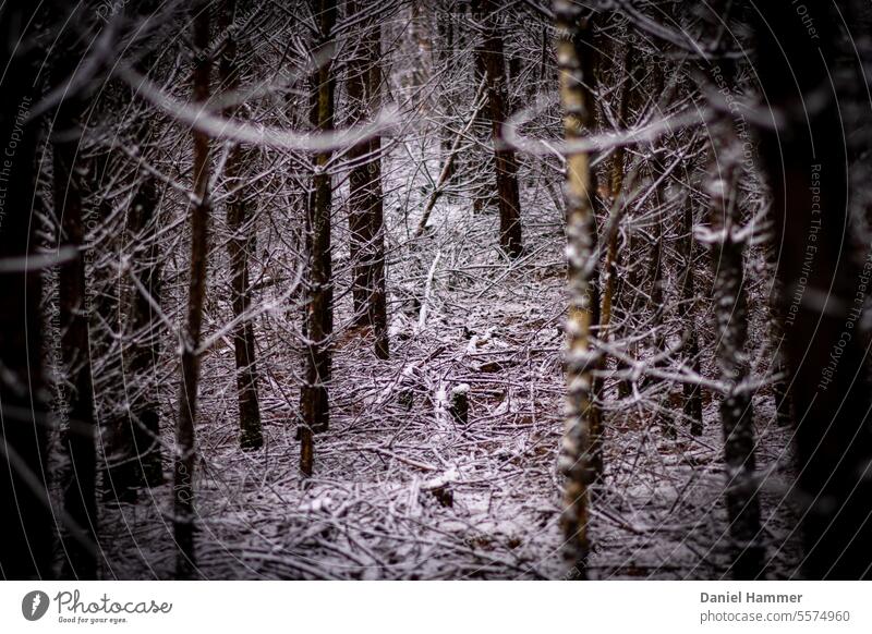 Winterwald - Kiefern und Waldboden mit Schnee Sonnenschein im Wald Wintertag Winterstimmung Bäume Natur kalt Kälte Jahreszeiten Frost Baum Schneelandschaft