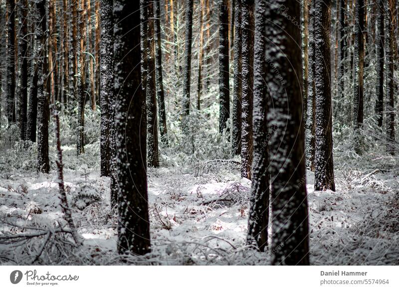 Winterwald - Kiefern und Waldboden mit Schnee Sonnenschein im Wald Wintertag Winterstimmung Bäume Natur kalt Kälte Jahreszeiten Frost Baum Schneelandschaft