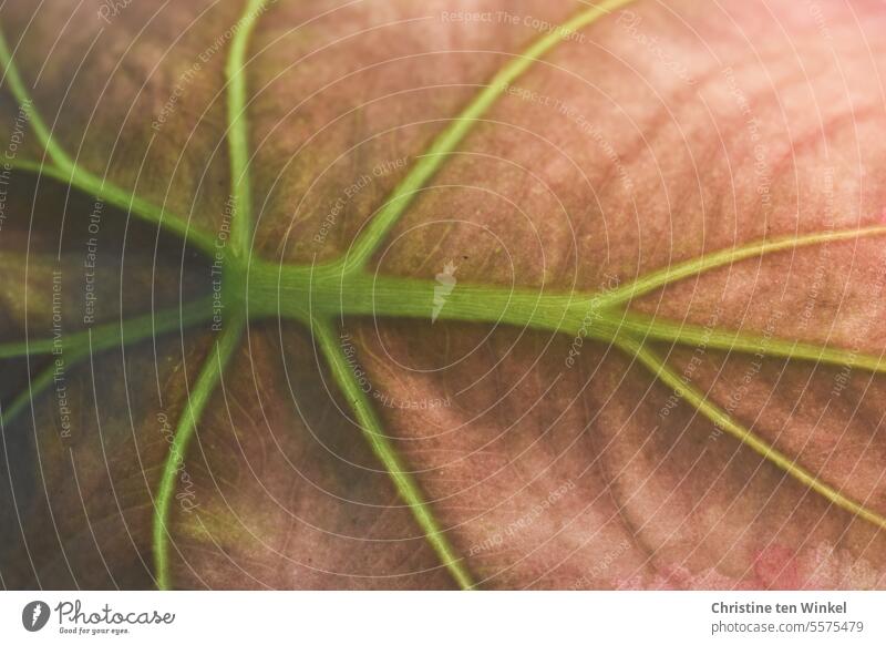 verzweigt Blatt Blattadern Natur Pflanze Detailaufnahme Muster Strukturen & Formen Lebenslinien abstrakt Lebensbahnen Nahaufnahme natürlich grün braun