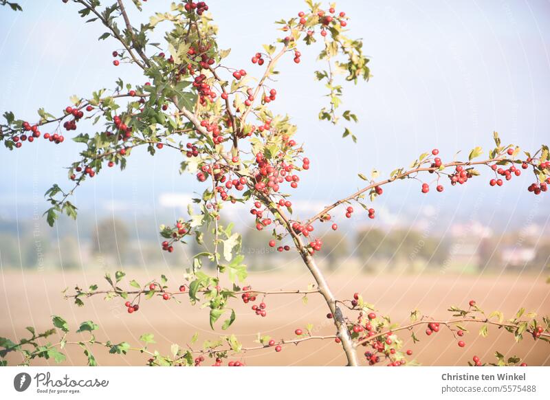 Leuchtend rote Beeren an einem Wildstrauch an einem sonnigen Tag im Herbst Wildfrüchte Strauch Zweige u. Äste sonniger Tag Landschaft Bäume Aussicht Dunst