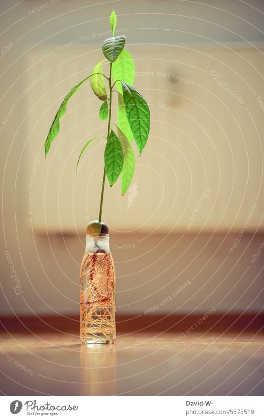 Avocadokern in einer Flasche mit Wasser - Avocado wachsen lassen Pflanze Wachstum keimen Botanik Natur gärtnern selbstgemacht Samen
