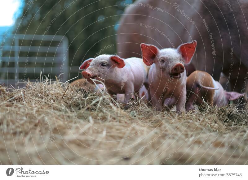 Kleine Schweinchen am Bauernhof Schweinefleisch Stroh Essen Ferkel Landwirtschaft Nutztier Außenaufnahme Tierporträt Tierjunges rosa Sau