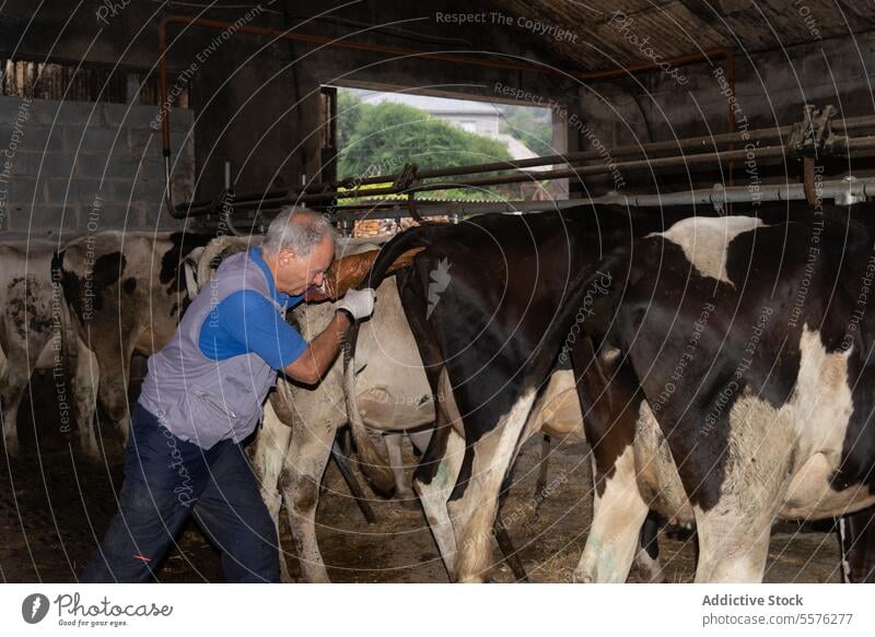 Älterer männlicher Tierarzt bei der Untersuchung einer Milchkuh Veterinär Mann Molkerei Kuh Gesundheit Euter Scheune medizinisch Feld Viehbestand Medizin Pflege