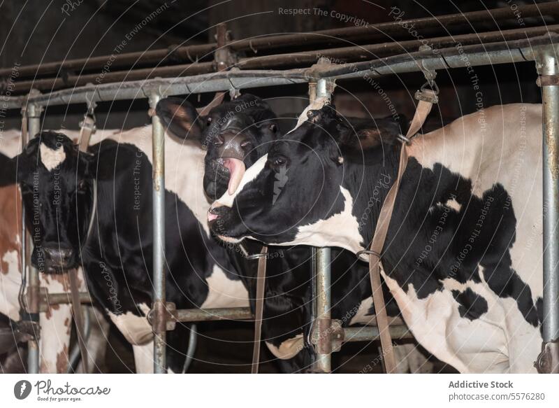 Ausdrucksstarke Milchkühe im Stall Kuh Rind Nahaufnahme Markierung Mund Bauernhof Viehbestand spielen Maul Tier Ackerbau Scheune Schwarm Zunge Molkerei Muster