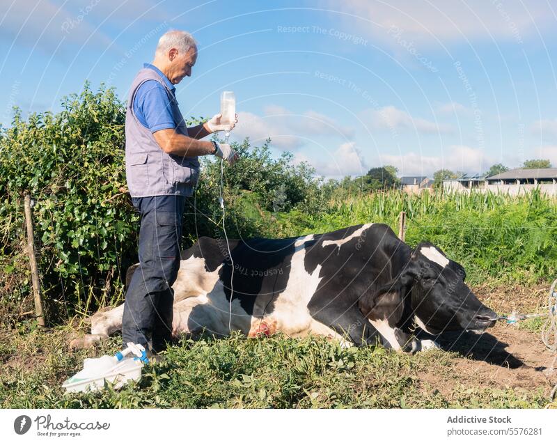 Tierarzt mit Flasche bei der Untersuchung einer Kuh in Galicien Veterinär Galicia Weide Grün untersuchen Viehbestand Bauernhof professionell Mann Fokus Stehen
