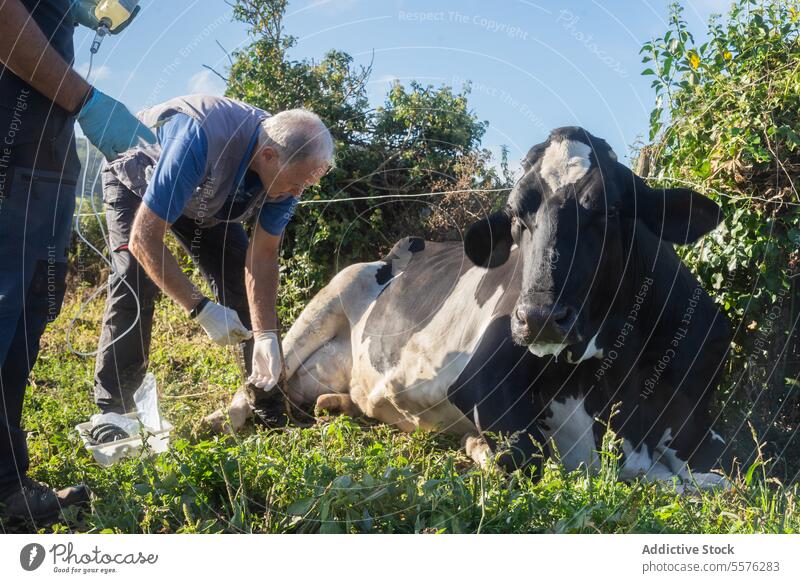 Tierarzt bei der Betreuung einer Kuh im Freien Mann Arbeit Feld Veterinär unterstützen Person Vegetation Pflege medizinisch Behandlung Handschuh Gras bovin