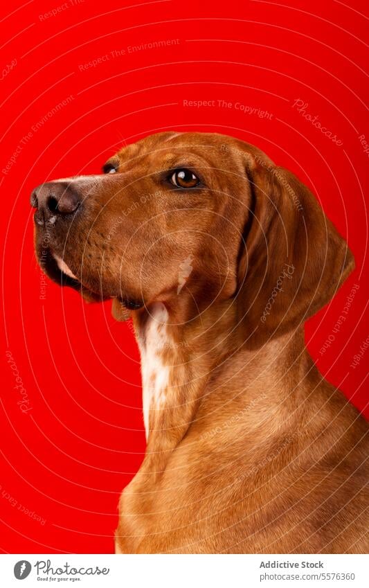 Brauner und weißer Hund auf rotem Hintergrund braun achtsam Ausdruck Tier Haustier Porträt pulsierend Atelier Eckzahn heimisch Säugetier Reinrassig Auge Nase