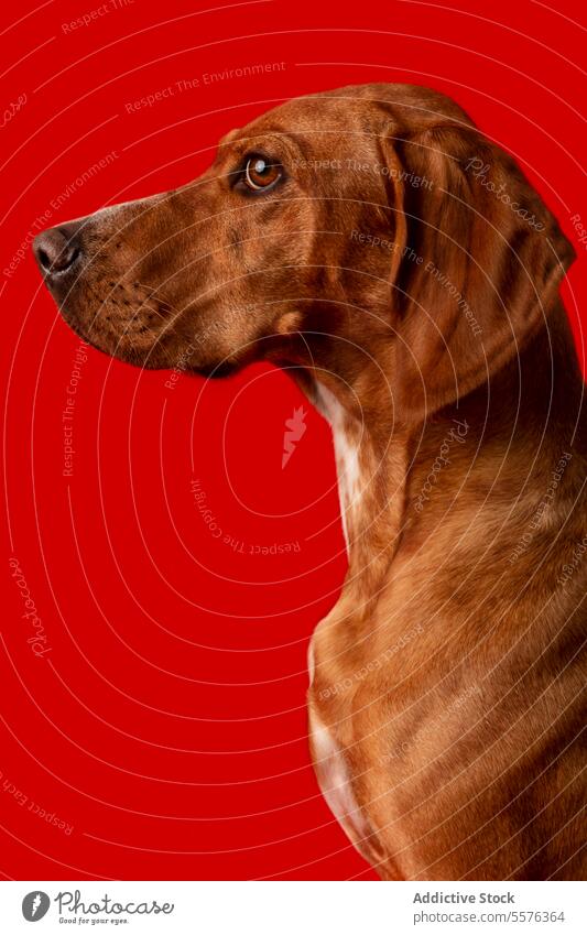 Brauner und weißer Hund auf rotem Hintergrund braun achtsam Ausdruck Tier Haustier pulsierend Atelier Eckzahn heimisch Säugetier Reinrassig Auge Nase Ohr Fell