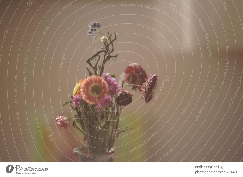 Immerblüher - lustiger kleiner Trockenblumenstrauß in weich-warmem Licht Blumenstrauß Blüten bieder spießig bunt herbstlich Herbst Tageslicht Unschärfe