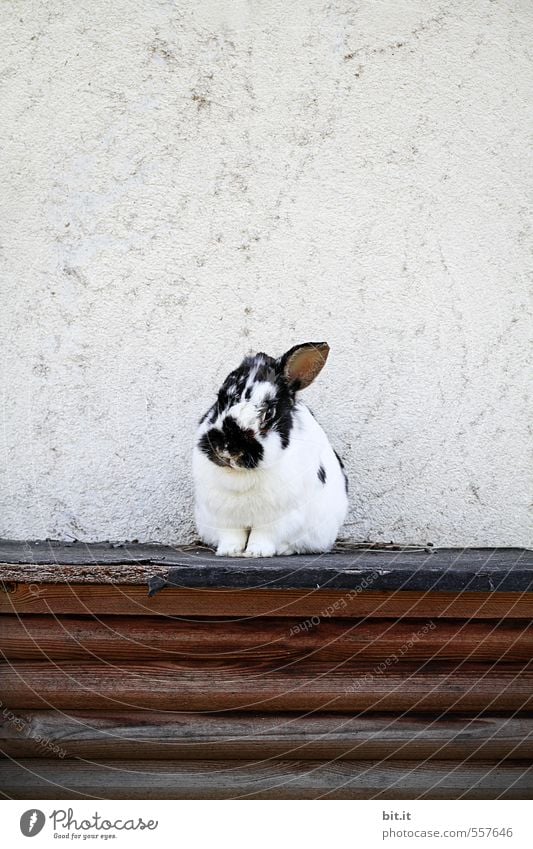 Klappohrhase Garten Ostern Tier Haustier Streichelzoo 1 kuschlig klein Krankheit weich schwarz weiß Tierliebe Einsamkeit Hase & Kaninchen Zwergkaninchen Käfig