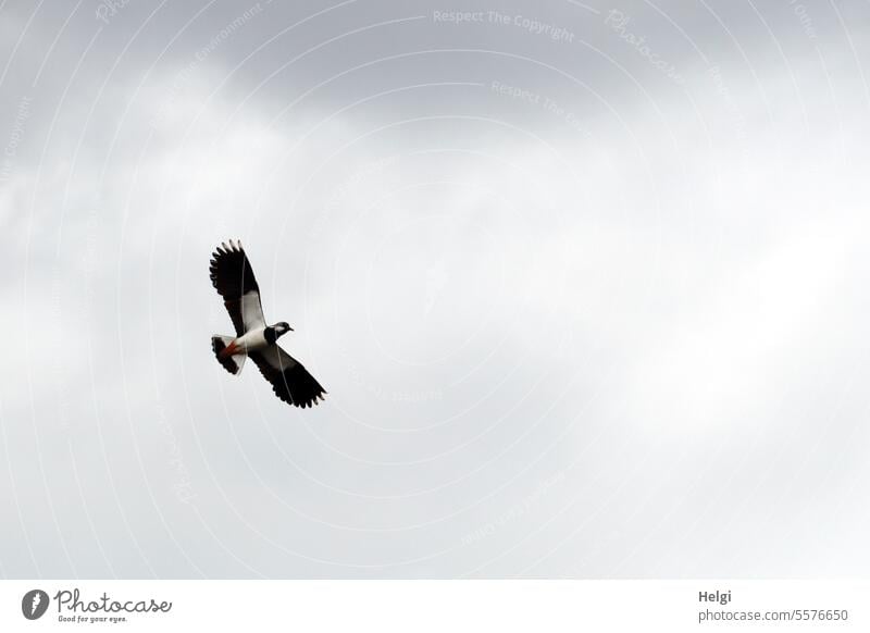 fliegender Kiebitz Vogel Vogel des Jahres 2024 Vanellus vanellus Regenpfeifer Watvogel Bodenbrüter Himmel Wolken Froschperspektive Natur Tier Außenaufnahme