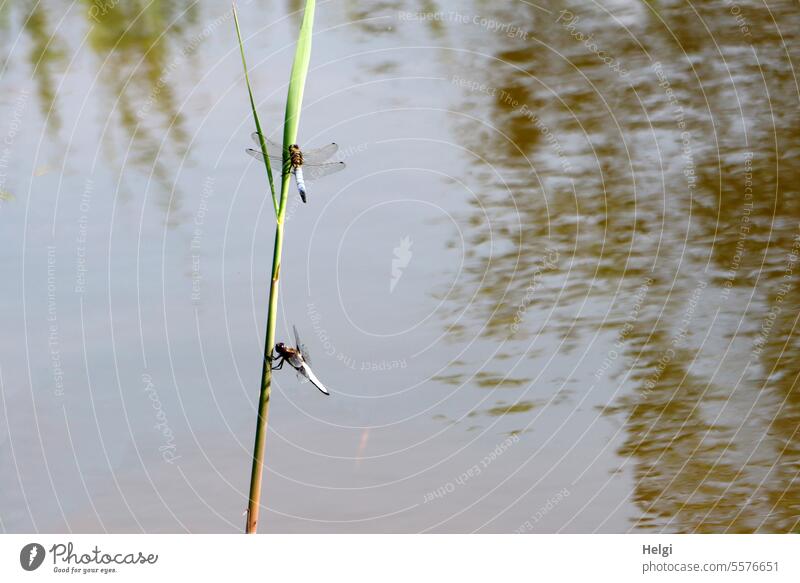 zwei Großlibellen an einem Halm Libelle Orthetrum cancellatum großer Blaupfeil 2 Schilf Insekt Sommer Sonnenbad Ufer Seeufer Wasser Wasseroberfläche Natur