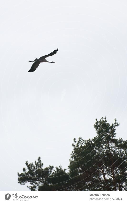 Zwei Kraniche fliegen über Bäume in einem Wald. Zugvögel auf dem Darss. Tierfoto Feld migratorisch Vögel Darß fallen Natur Ornithologe Tierwelt Ökosystem Umwelt