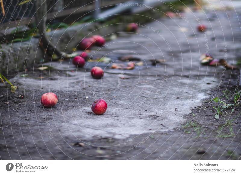 rote Äpfel, die auf einen betonierten Gartenweg gefallen sind Ackerbau Apfel Herbst Hintergrund hell Nahaufnahme Farbe Ernte lecker Diät essen gefallene Äpfel