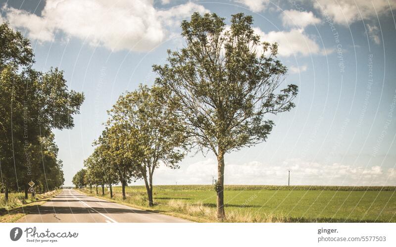 Landstraße mit Bäumen Linien Straße blau gelb in Reihe gesäumt Wolken Sträucher Asphalt Idylle Kontrast Erholung friedlich Tag Felder Sommer Schatten Konturen