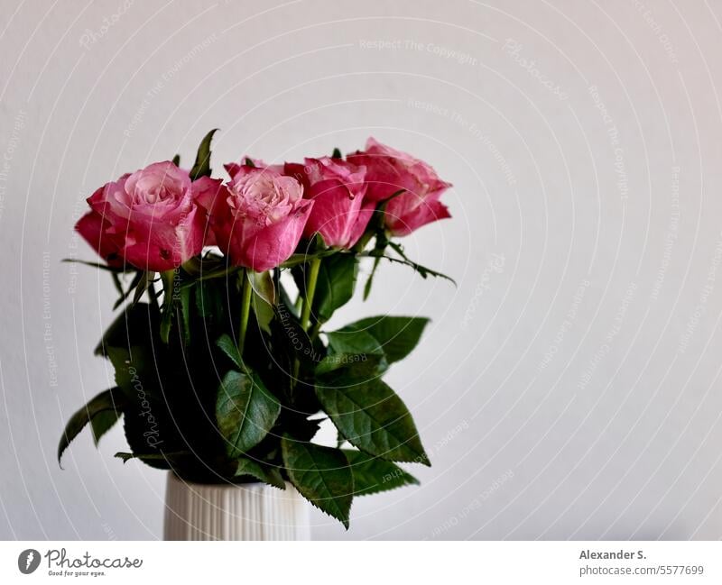 Ein Strauß rosa Rosen Blumenstrauß Rosenblüte Rosenblüten Rosenstrauß Blüte Dekoration & Verzierung Geschenk Pflanze Romantik romantisch Valentinstag Geburtstag