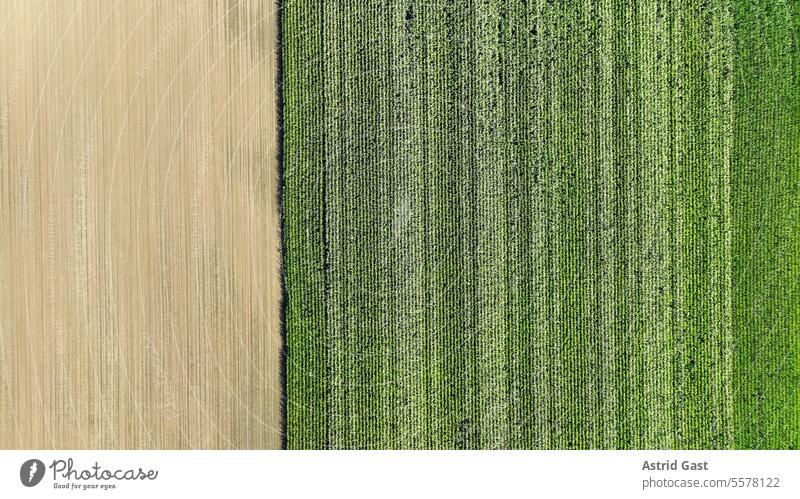 Drohnenfoto von einem Maisfeld luftaufnahme drohnenfoto Maispflanzen Pflanzen acker Grün anpflanzen Verpflanzung aufbringen Formular streifen welle wellen