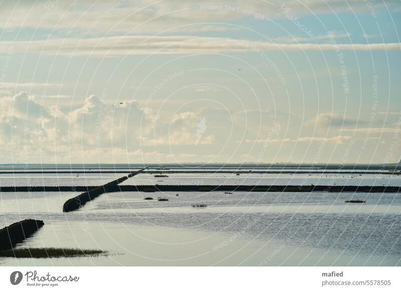 Lahnungen im Wattenmeer vor Lüttmoorsiel, im Hintergrund Nordstrand Deich Himmel Natur Landschaft Nordsee Küstenschutz Naturschutzgebiet blau grau schwarz