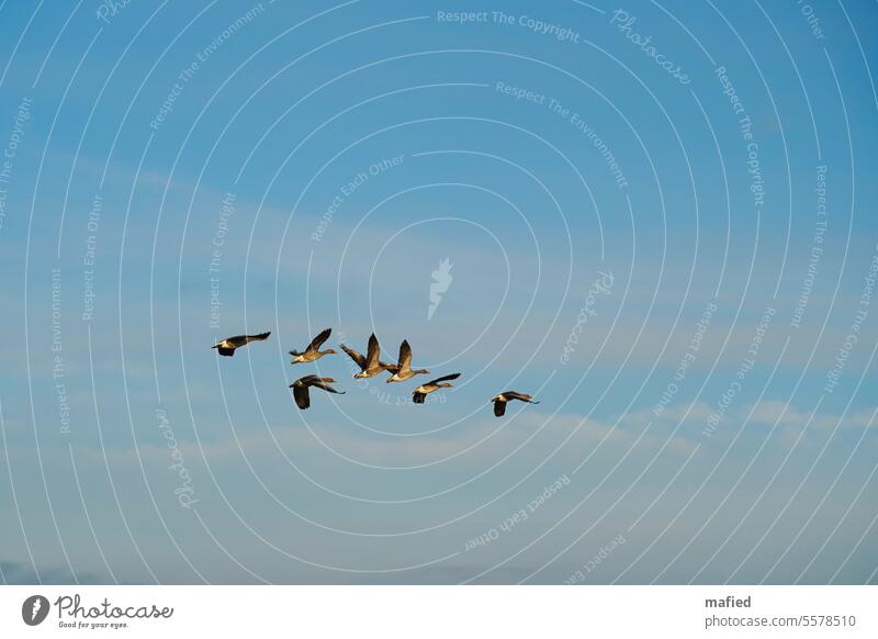 Kleine Schar von Graugänsen fliegt über das Wattenmeer II Vögel Flug Himmel blau grau braun fliegen Natur Außenaufnahme Wildvogel Gefieder Spannweite Vogelflug
