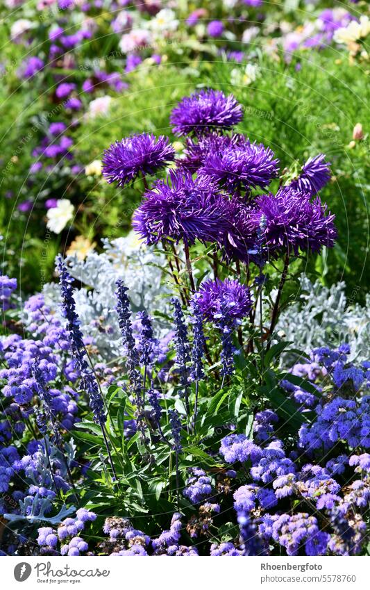 Lilafarbenes Blumenbeet perfekt aufeinander abgestimmt Astern Sommerastern blume blau violett Blumenstrauß Natur Garten lila grün Pflanze Blüte natürlich