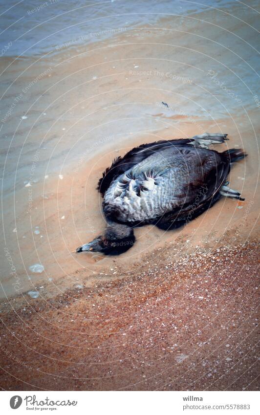 Auch Trauerenten sterben. Wasservogel Strand tot verendet angespült Tod Totes Tier Vergänglichkeit Meer Ostsee Ente Atlantische Trauerente Vogel gestorben