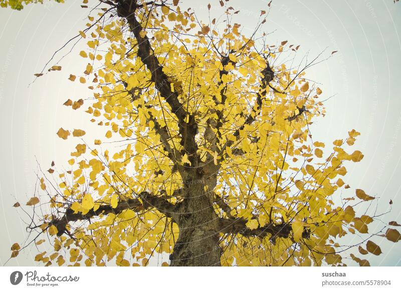 baum Baum Baumkrone Blätter Laub Herbstlaub gelb Himmel herbstlich Herbstfärbung Herbststimmung Herbstfarben Herbstbeginn Herbstsaison Laubwerk Jahreszeiten