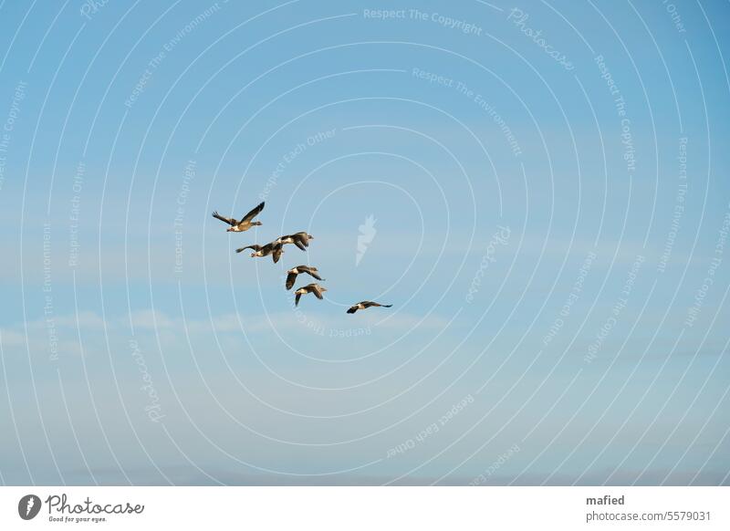Kleine Schar von Graugänsen fliegt über das Wattenmeer Vögel Flug Himmel blau grau braun fliegen Natur Außenaufnahme Wildvogel Gefieder Spannweite Vogelflug