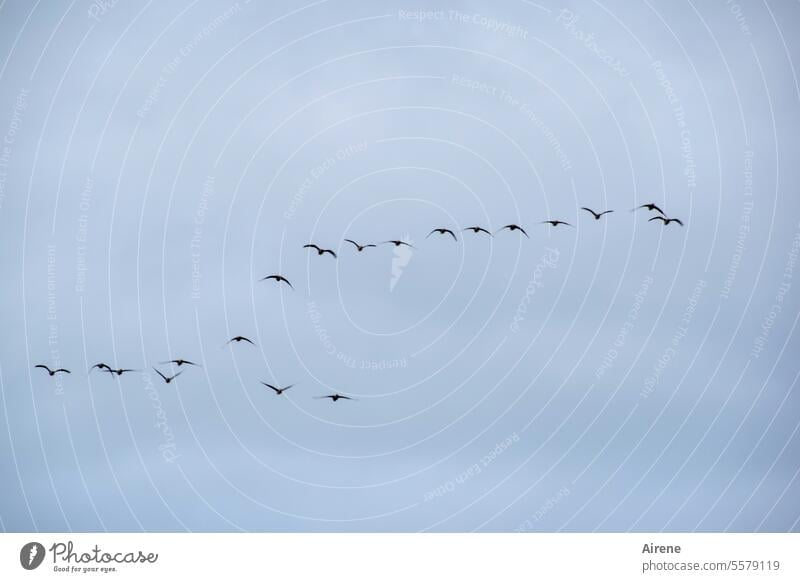 Herbstzeit | da gibt es günstige Pauschalreisen in den Süden Vogelschwarm Schwarm Ferne Weite Vögel Vogelparadies Flug Vogelflug Tiergruppe fliegen Bewegung