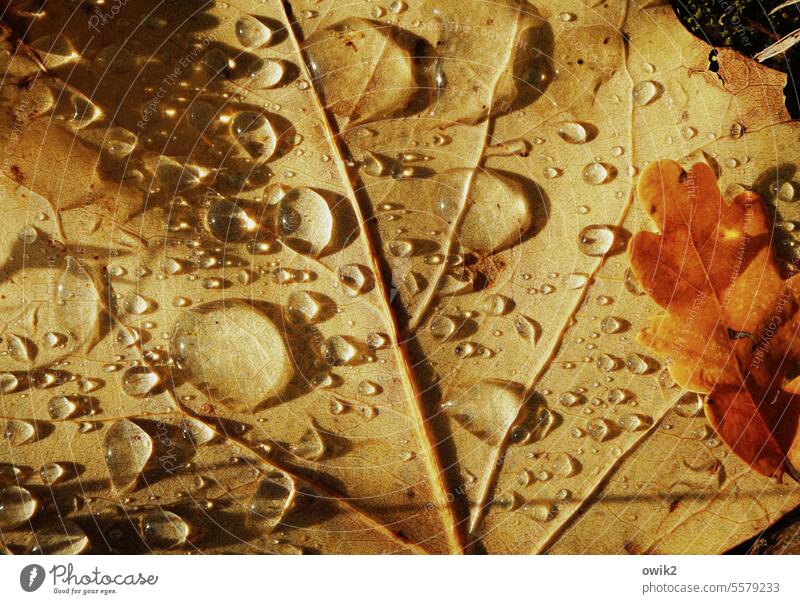 Fundstück Herbst Blatt Laubblatt Wassertropfen Regentropfen Nahaufnahme nass Detailaufnahme Makroaufnahme glänzend Farbfoto Pflanze Tropfen Natur