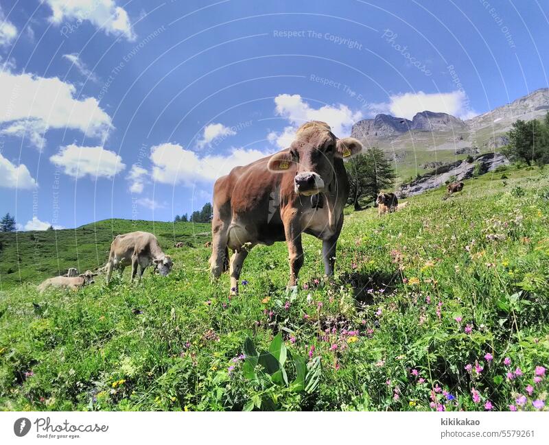 Glückliche Kuh auf artenreicher Weide mit ihren Kolleginnen Landschaft Sonnenaufgang Sonnenuntergang Sonnenlicht Sommer Feld Berge u. Gebirge Alpen Alpenwiese