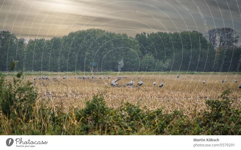 Kraniche an einem Rastplatz auf einem abgeernteten Maisfeld vor einem Wald. Vögel Feld migratorisch Darß fallen Natur Ornithologe Tierwelt Ökosystem Umwelt