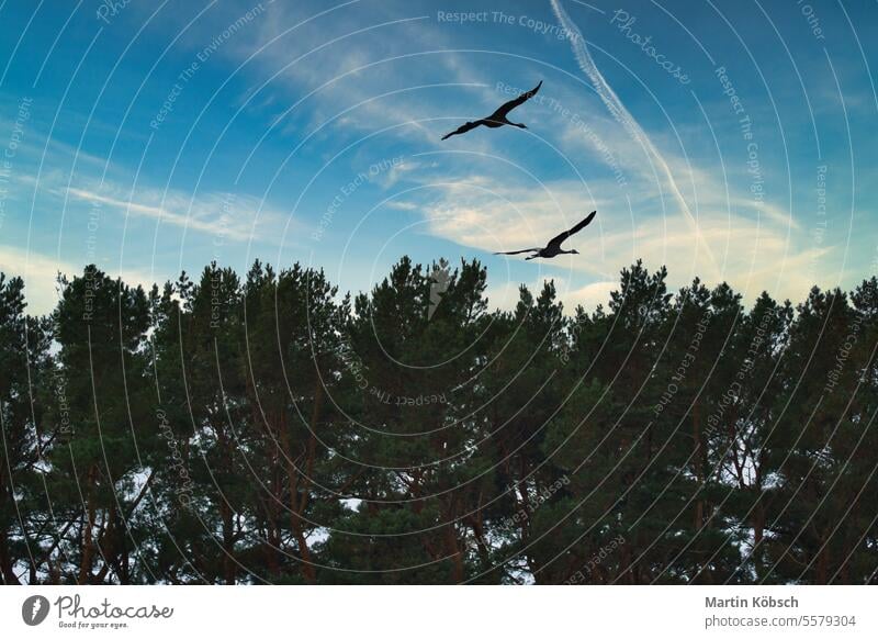 Zwei Kraniche fliegen bei Sonnenuntergang über Bäume in einem Wald. Zugvögel auf dem Darss Feld migratorisch Vögel Darß fallen Natur Ornithologe Tierwelt