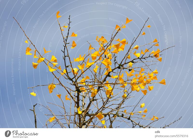 hilfreich | als Arznei | ein junger Ginkgo-Baum leuchtet mit seinen letzten goldgelben Blättern in den herbstlichen Himmel. gingko biloba Blatt Pflanze