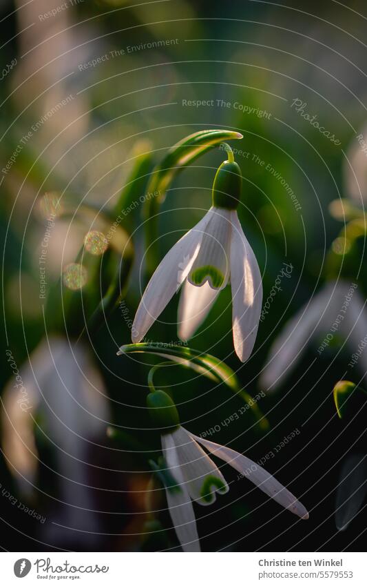 Schneeglöckchen Lebensfreude Frühlingsgefühle Winter Blüte natürlich positiv schön grün weiß Pflanze ästhetisch Fröhlichkeit klein nah elegant Amaryllisgewächse