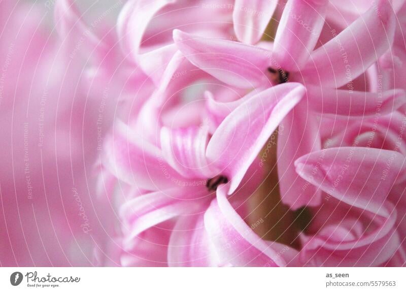 Hyazinthe rosa pink frisch blüte hell weiß nah Nahaufnahme duftend ästhetisch pastell Blume blühend Blüte Blühend Natur Frühling Pflanze schön Farbfoto