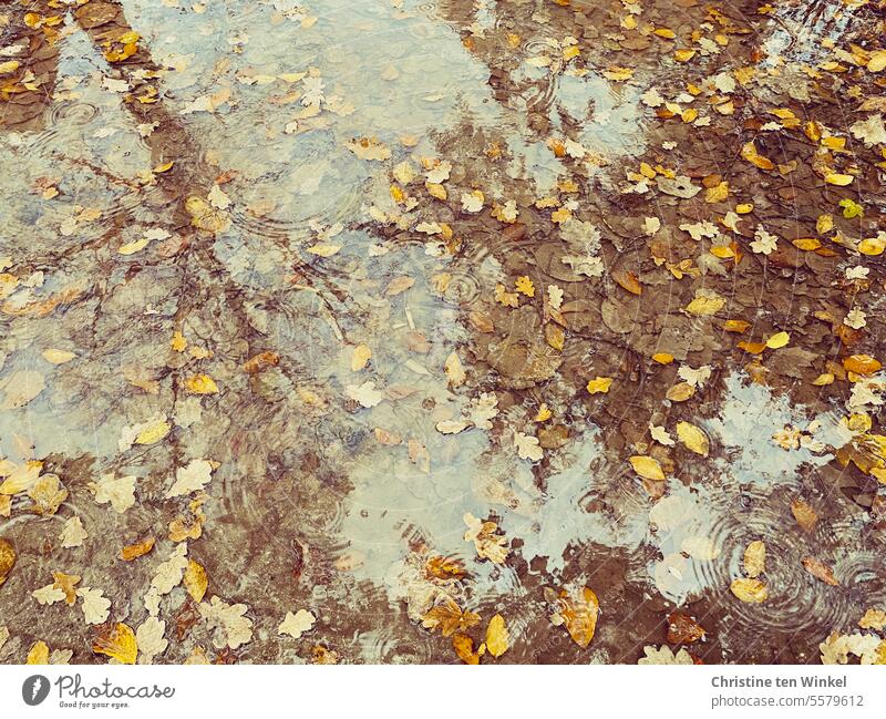 Pfütze mit Herbstblättern und sich spiegelndem Baum Pfützenspiegelung Regenwetter Herbstlaub Reflexion & Spiegelung Wasser nass Wetter Spiegelung im Wasser