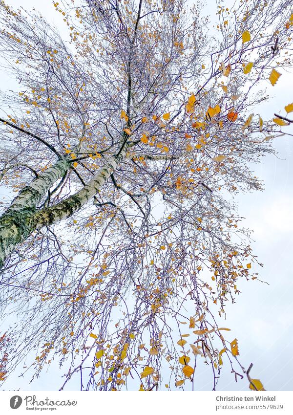 Blick in eine fast kahle Birke Birkenblätter November orange Melancholie melancholisch Tageslicht Laubwerk Baum Herbsttag Novemberstimmung bunte Blätter